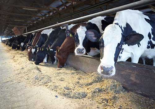Producción y venta de leche bajo el Estándar para Pymes